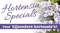 Hortensia Specials