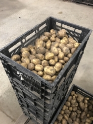 Foto nieuwe oogst aardappelen in krat.jpg